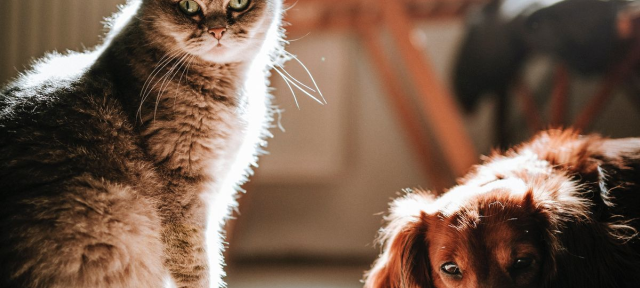 Video Kucing Menolong Anjing Terjebak, Jadi Viral di TikTok!