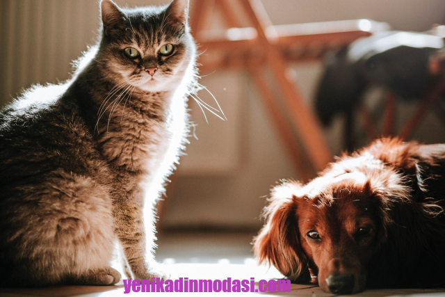 Video Kucing Menolong Anjing Terjebak, Jadi Viral di TikTok!
